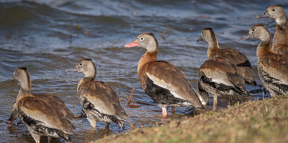 Black-Bellied Whistling Ducks
