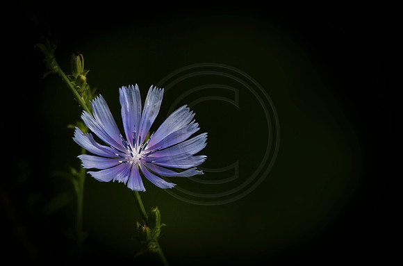 Common Chicory, Cichorium intybus
