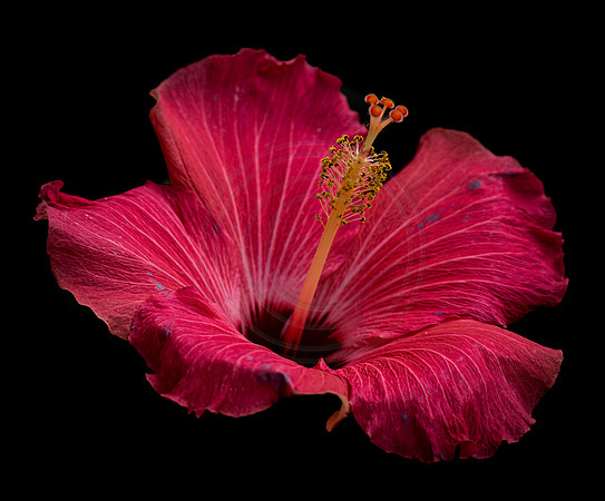 Hibiscus