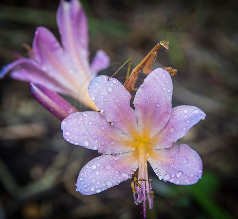 Belladonna Lily and Praying Mantis