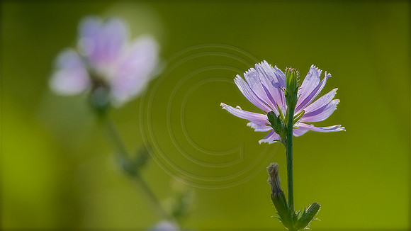 weeds ...