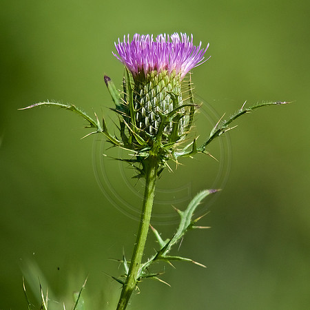 Thistle