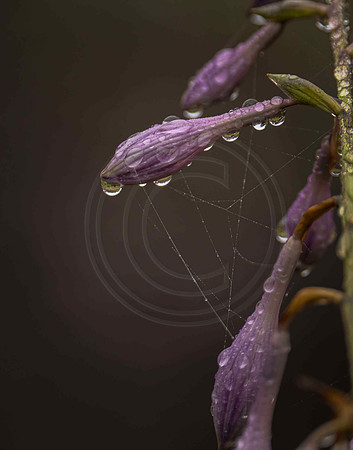 Hosta