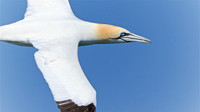Shore-Birds