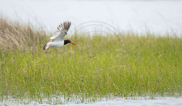 American Oystercatcher