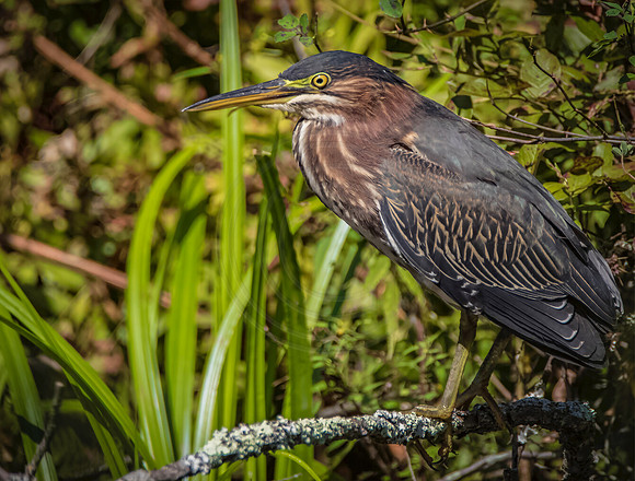 Green Heron
