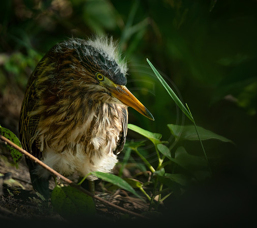Young Green Heron