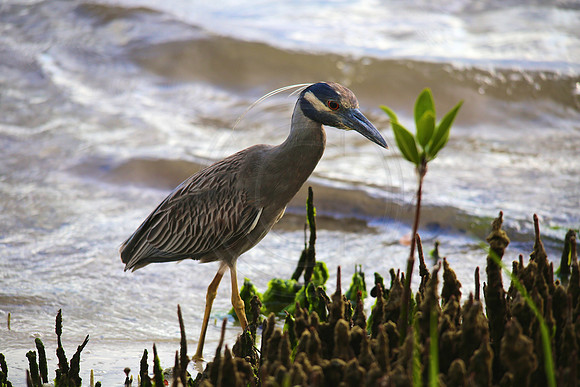 Yellow Crowned Heron, Palmetto FL