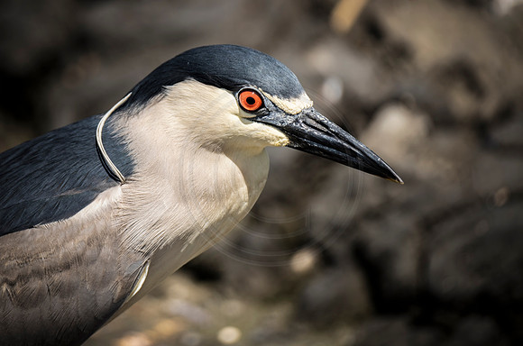 Black Crowned Night Heron