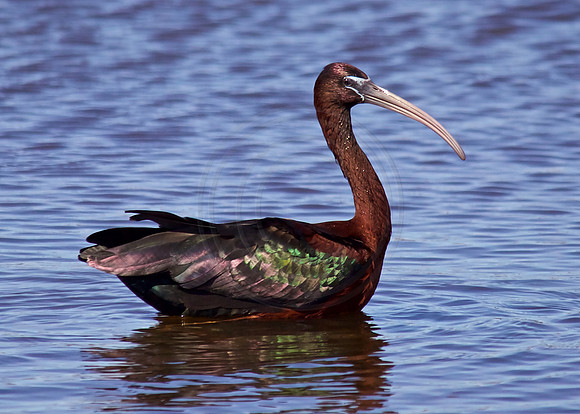 Glossy Ibis, Kent Co DE