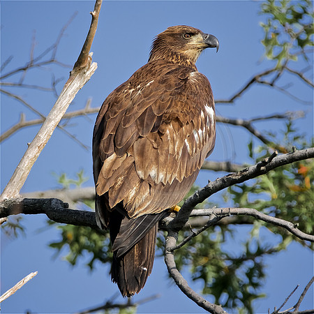 Young Bald Eagle