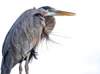 Herons
