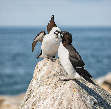 Razorbill (Auk)