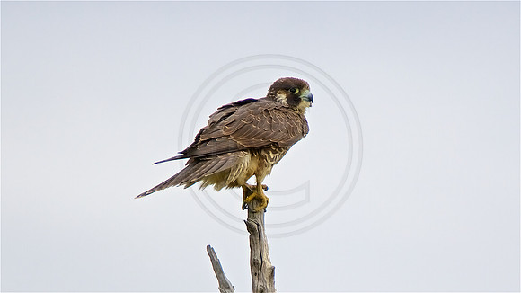 Peregrine Falcon
