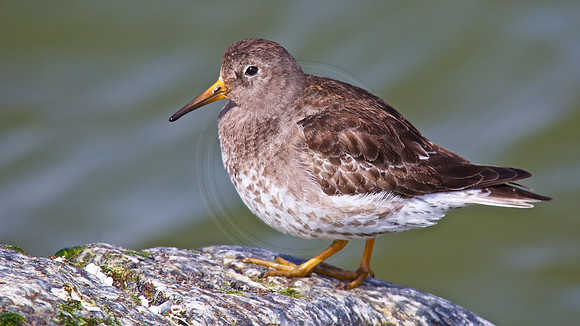 Purple Sandpiper