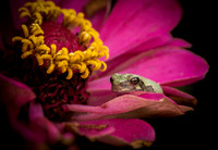FROGLETS and frogs