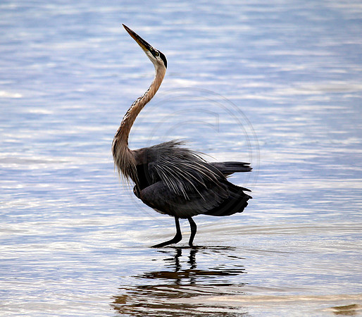 Great Blue Heron, Palmetto FL
