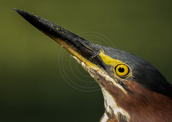 Green Heron