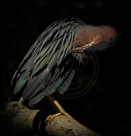 Green Heron