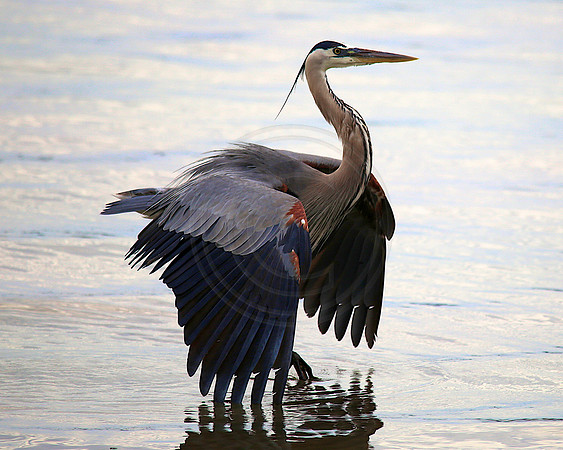 Great Blue Heron, Palmetto FL