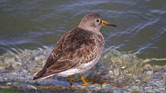 Purple Sandpiper