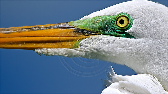 Great Egret with breeding colors