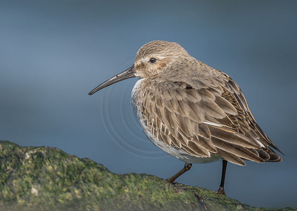 Dunlin