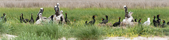 Brown Pelican colony