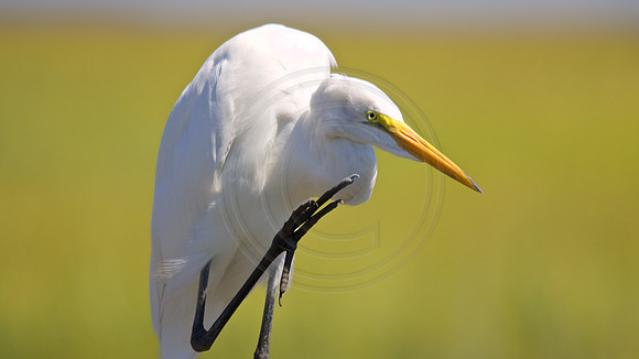 Great Egret