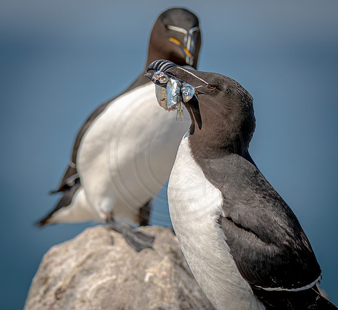 Razorbill (Auk)