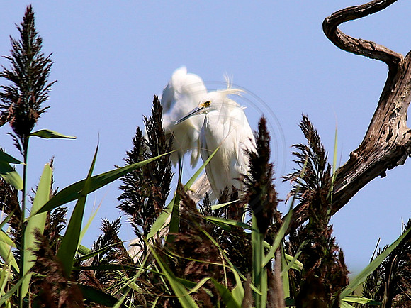 Egret BBH