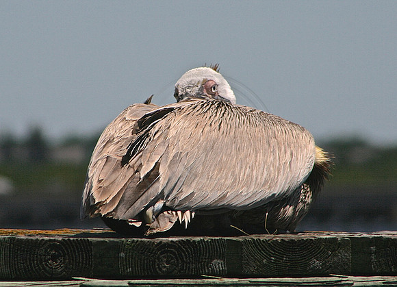 Pelican on the Manatee River, FL