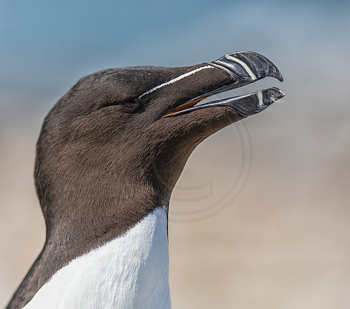 Razorbill (Auk)