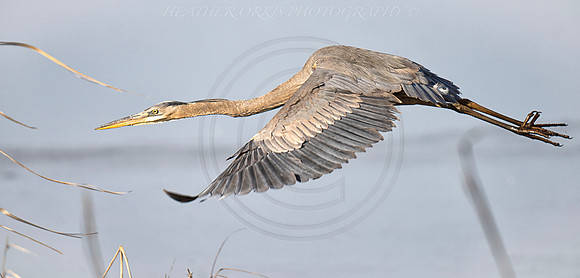 GBH