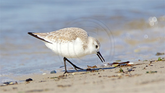 Sanderling