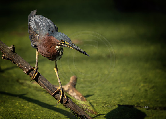 Green Heron