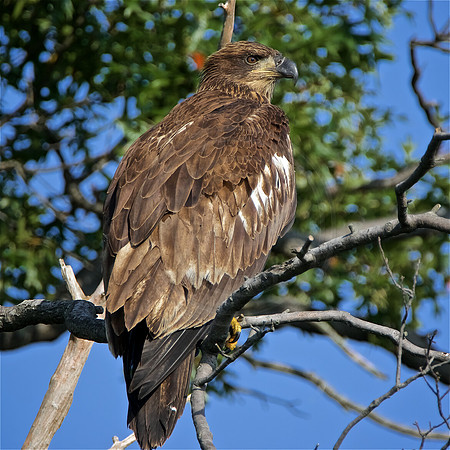 Young Bald Eagle