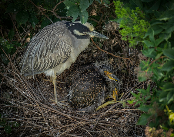 Yellow Crowned Night Heron