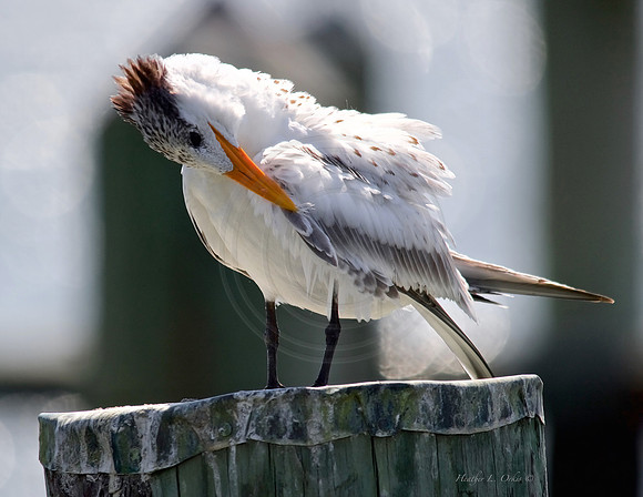 Royal Tern