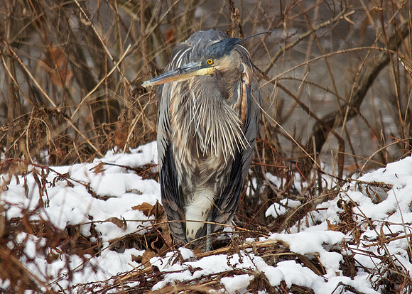 Bombay Hook