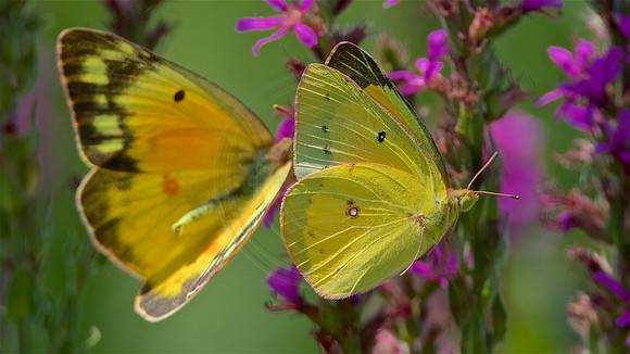 female Clouded Sulphur left and male right