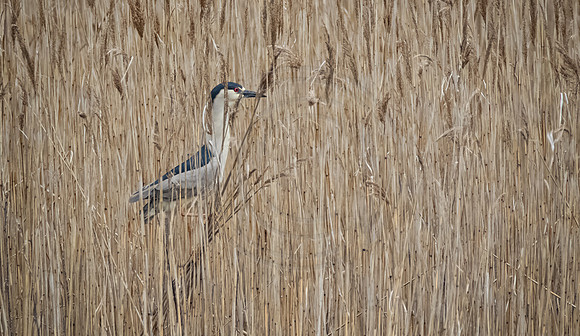Black-crowned Night-heron