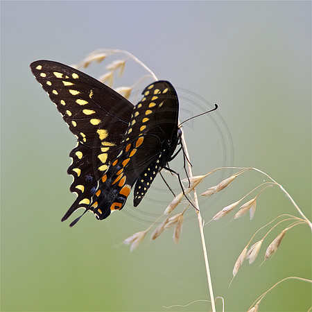 Black Swallowtail BBH