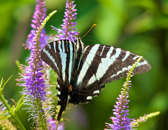Zebra Swallowtail