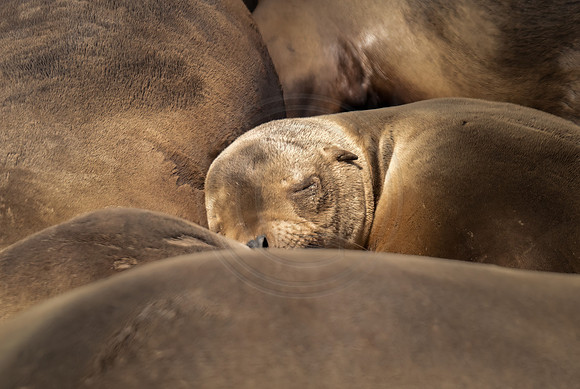 Sea Lion