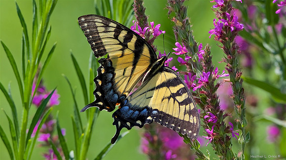 Eastern Tiger Swallowtail, female