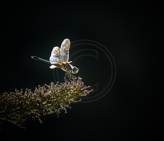Blue Dasher