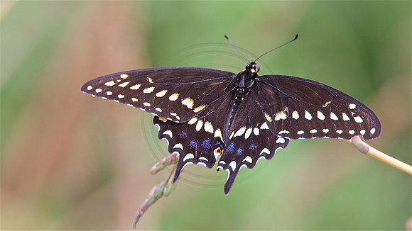Black Swallowtail