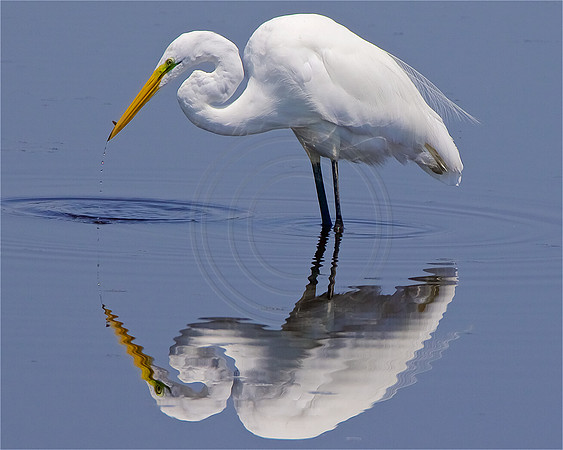 Great Egret