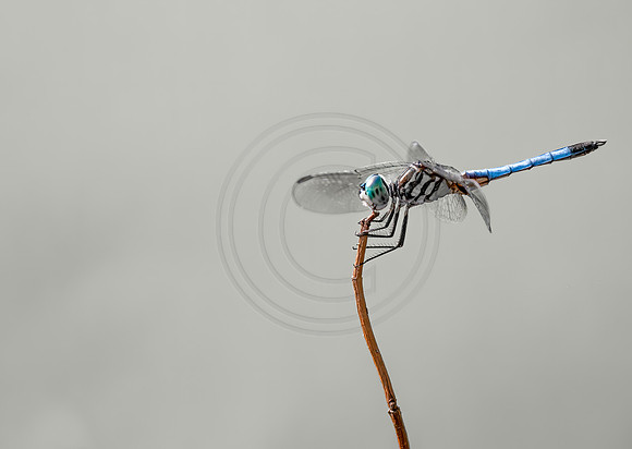 Blue Dasher